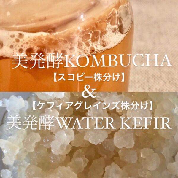 コンブチャ作成用 スコビー株 マザー菌株& ウォーターケフィア作成用 ケフィアグレインズ株 紅茶きのこ 黒砂糖きのこ