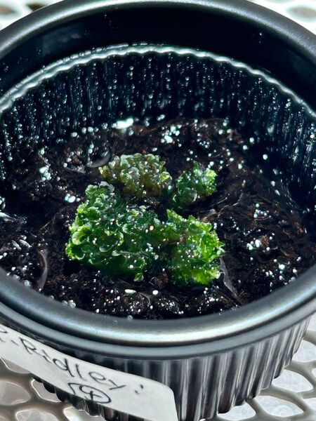 P.ridleyi④リドレイ 前葉体 ビカクシダ