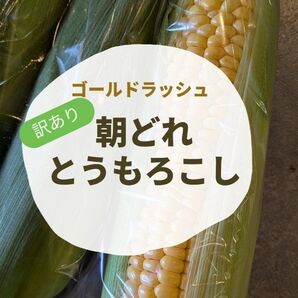 とうもろこし 訳あり ゴールドラッシュ