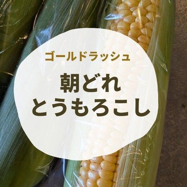 とうもろこし 訳あり 朝どれ 4本セット ゴールドラッシュ