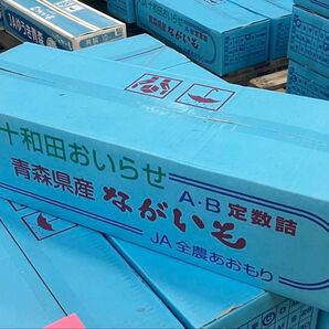 青森産 長芋 5キロ 2L C品 長いも