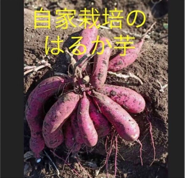 蜜芋ーべにはるか芋苗500本セールサツマイモ苗