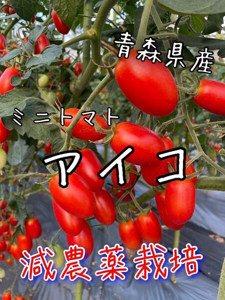 青森県産 ミニトマト アイコ 減農薬栽培 約1キロ