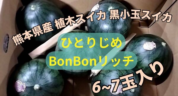 熊本県産 植木スイカ 黒小玉スイカ ひとりじめBonBonリッチ 6〜7玉入り 家庭用