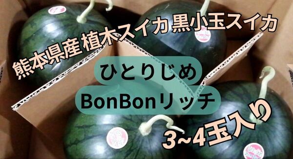 熊本県産 植木スイカ 黒小玉スイカ ひとりじめBonBonリッチ 3~4玉入り 家庭用