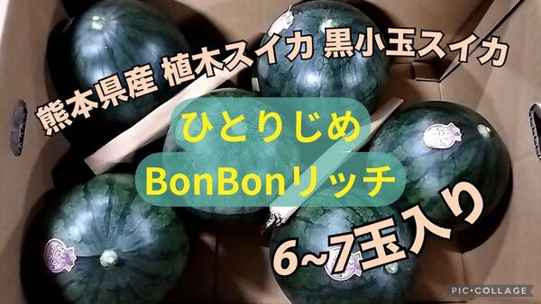 熊本県産 植木スイカ 黒小玉スイカ ひとりじめBonBonリッチ 6〜7玉入り 家庭用