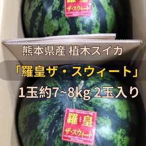 熊本県産 植木スイカ 羅皇ザ・スウィート 1玉約7~8kg 2玉入り 家庭用