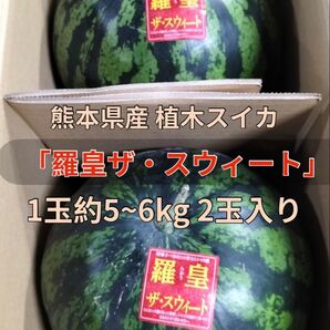 熊本県産 植木スイカ 羅皇ザ・スウィート 1玉約5~6kg 2玉入り 家庭用