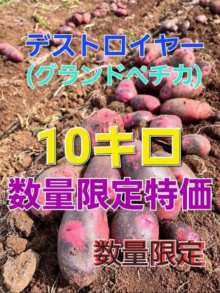 長崎県産 デストロイヤー グランドペチカ 箱込み10キロ