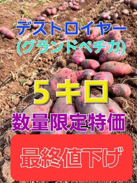 長崎県産 デストロイヤー グランドペチカ 箱込み5キロ