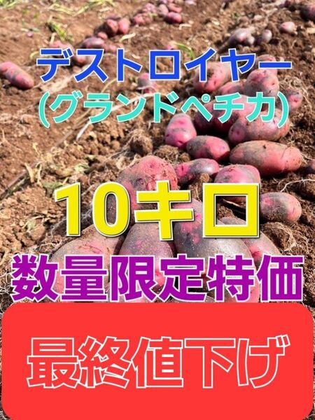 長崎県産 デストロイヤー グランドペチカ 箱込み10キロ