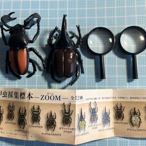 甲虫採集標本zoomガチャ2種類