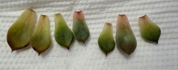 ミックスベリア プリンセスティアラ 葉挿し 多肉植物