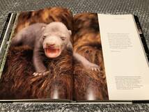 洋書★野生のクマ（グリズリー）【写真集】ハイイログマ ヒグマ★写真100点超★野生動物 哺乳類★豪華本★送料無料_画像6