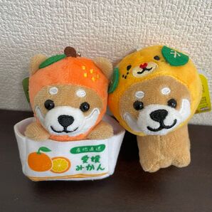 旅するマメしば 愛媛限定 みきゃん&みかん箱 2個セット