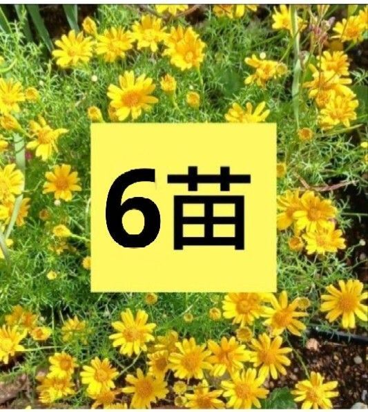 ダールベルクデージー 苗 猫避け 宿根草 多年草