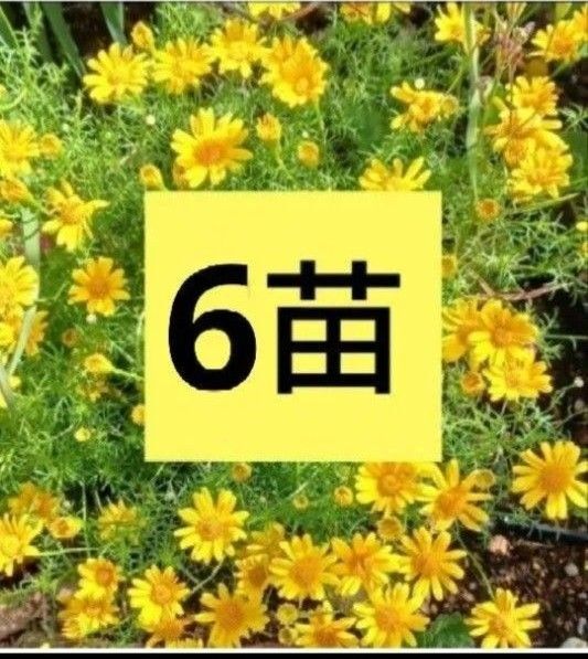 ダールベルクデージー 苗 猫避け 宿根草 多年草