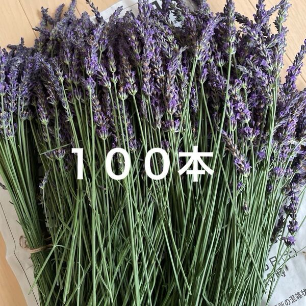 ラベンダー100本(花、茎、少し細め)