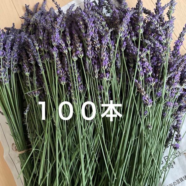 ラベンダー100本(茎、花細め)