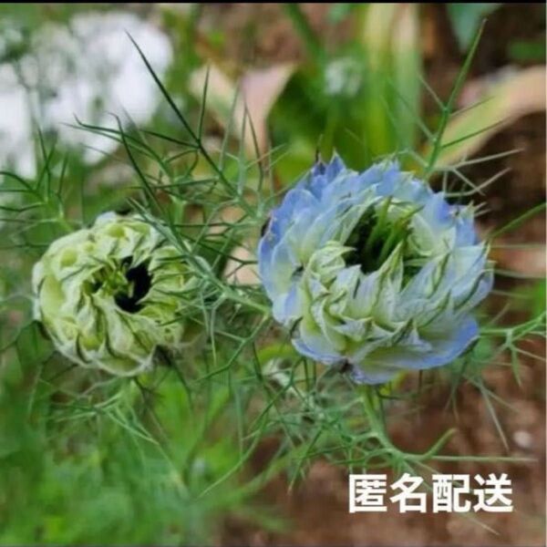 花の種 ペルシャンジュエル ニゲラ クロタネソウ