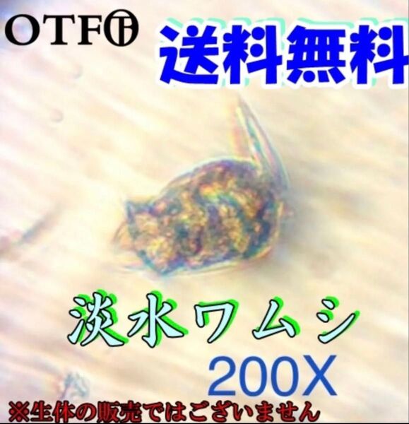 淡水ワムシ乾燥卵カプセル(約2万個以上) 1カプセル メダカや稚魚、金魚、エビなどの生き餌に!水槽、フィルター内の水質安定にも