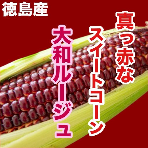 徳島産 真っ赤なスイートコーン 大和ルージュ3本セット 送料無料