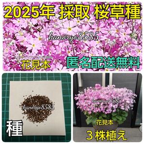 匿名配送 1杯 花 桜草 さくら草 さくらそう サクラソウ 種子 種 タネ たね ピンク 春 プランター 寄せ植え 春薪き 秋薪き