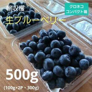 生ブルーベリー 500g 100g×2&300g 常温発送 クロネココンパクト箱