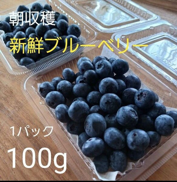 【ご予約】生ブルーベリー 100g 1パック 常温発送 朝採れ 除草剤不使用