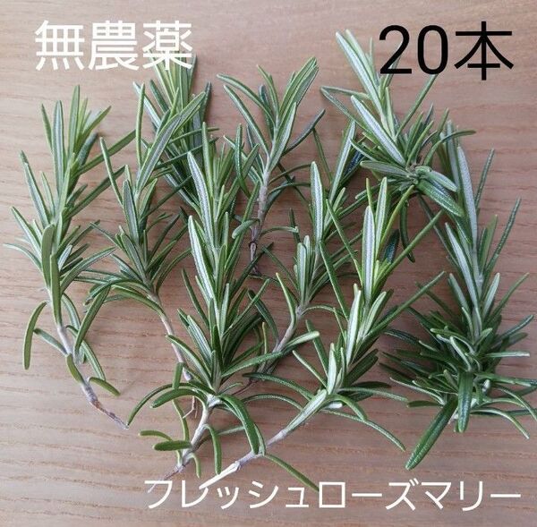 無農薬 フレッシュローズマリー 20本 カットローズマリー ハーブ 一輪挿し 料理 ドライフラワー ポプリ 挿し木にも