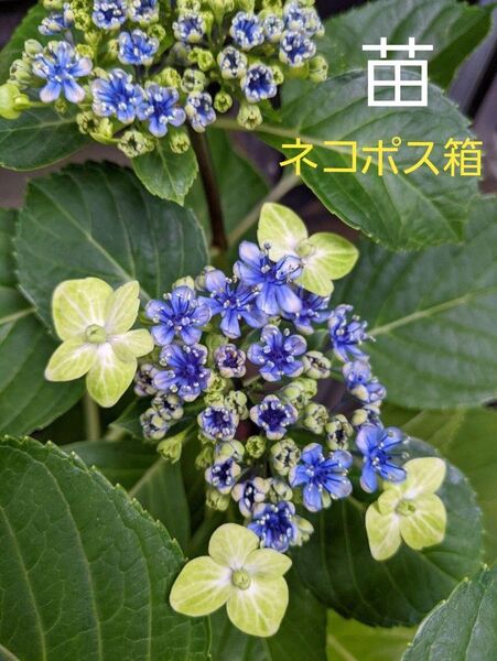黄緑×群青 紫陽花 大島緑花 苗 ネコポス箱 希少
