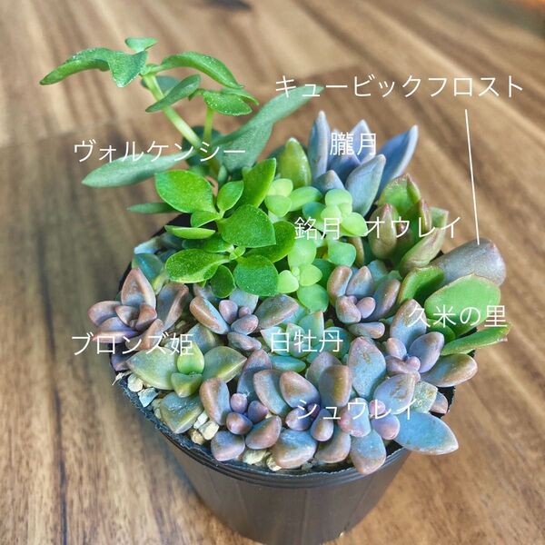 多肉植物セット 抜き苗 カット苗 名前付き