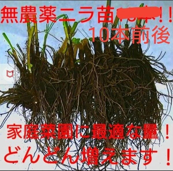 家庭菜園 ニラ 無農薬