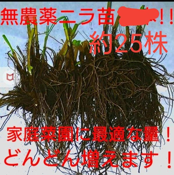 家庭菜園 ニラ 無農薬 約25株
