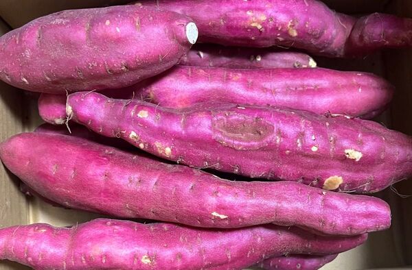 特売♪さつまいも 徳島県産 金時 3kg 箱込み