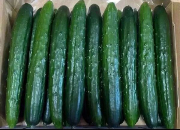千葉県産 胡瓜 1. 5kg