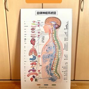 自律神経系統図 人体神経系統図 2点セット おまけ付き