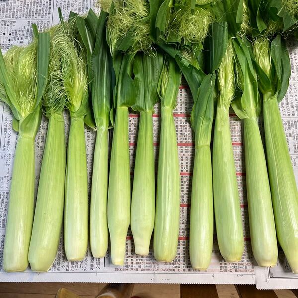 ヤングコーン6本+新鮮野菜詰め合わせ