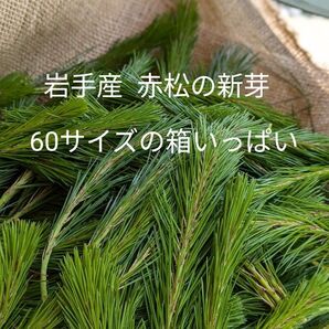 〈岩手産 赤松☆60サイズの箱いっぱい〉