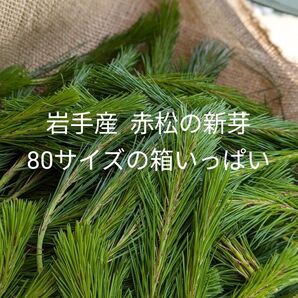 〈岩手産赤松☆80サイズの箱いっぱい〉