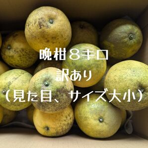 晩柑 8キロ