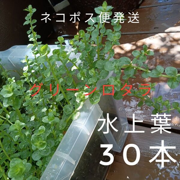 (無農薬・水上葉)グリーンロタラ30本