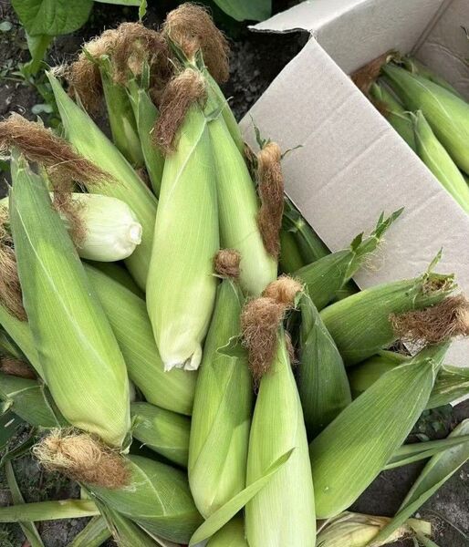 もちとうもろこし 白い粘玉米 10本