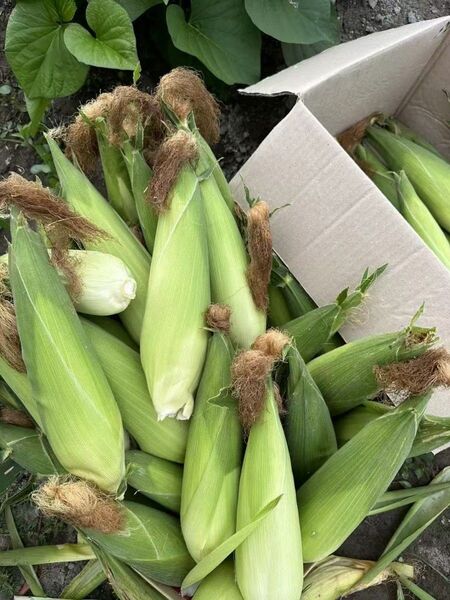 もちとうもろこし 白い粘玉米 10本