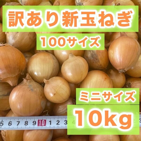 訳あり 新玉ねぎ ミニサイズ 10キロ 10kg 滋賀県産 ⑨
