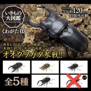 いきもの大図鑑 くわがた03 4種セット ガチャ オオクワガタ ノコギリクワガタ ローゼンブルグオウゴンオニクワガタ