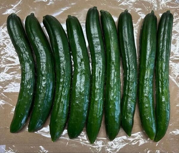 【農薬不使用】きゅうり 9本前後 1㎏以内 露地栽培 新鮮野菜