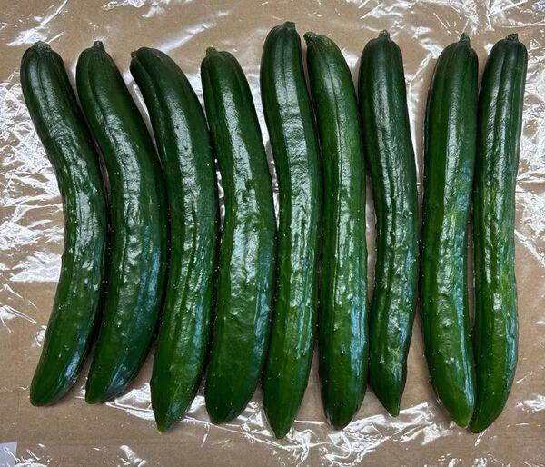 【農薬不使用】きゅうり 8〜9本 1㎏以内 露地栽培 新鮮野菜