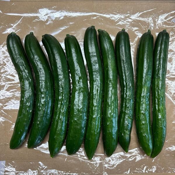 【農薬不使用】きゅうり 8〜9本 露地栽培 新鮮野菜