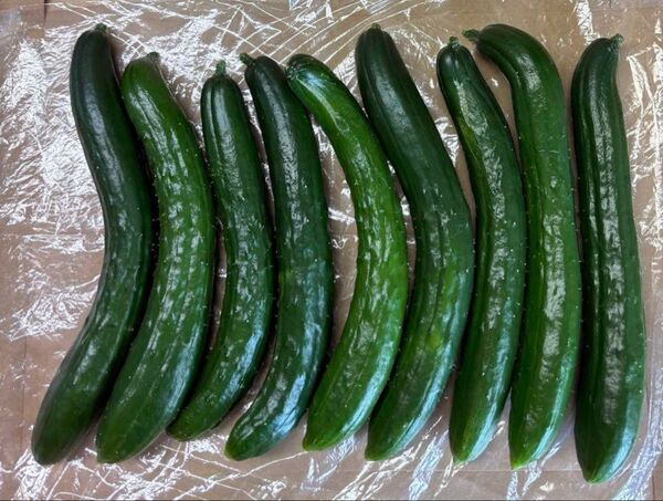 ☆訳あり☆ きゅうり 8〜9本 1㎏以内 露地栽培 新鮮野菜